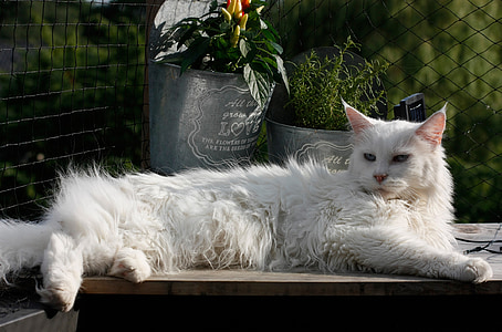 gatto di Coon della Maine, felino, alla ricerca, carina, reclinabili, bianco, nazionali