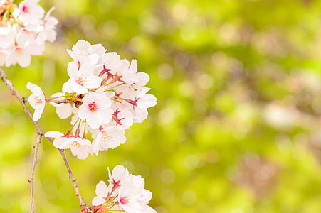 Япония, пейзаж, Пролет, растителна, Чери, цветя, естествени