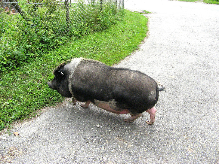 pot bellied pig, animal, pigs, thick, fat pig, art, livestock