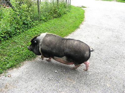 porco de erva-de-barriga, animal, porcos, espessura, porco gordo, arte, pecuária