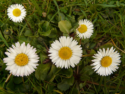Daisy, fleur, plante, jardin, composites, blanc, macro