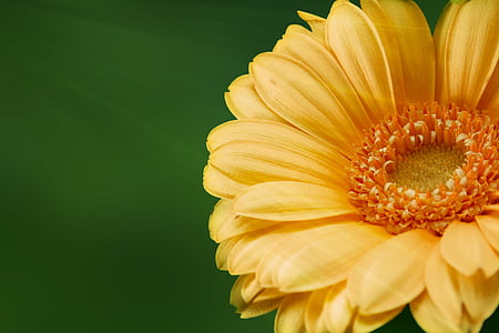 gerbera, flower, nature, yellow flower, plant, bloom, beautiful flower