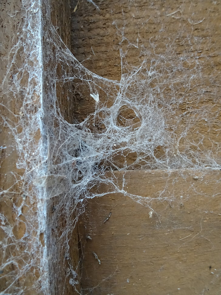cobweb, vùng nông thôn, không có nhện, mùa thu