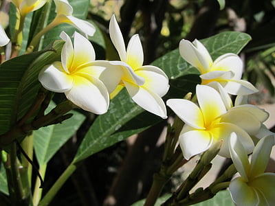 plumeria, flowers, tenerife, holiday, canary islands, frangipani