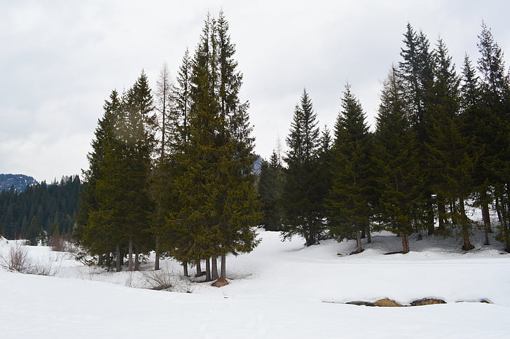 планини, сняг, дървета, студена температура, зимни, дърво, гора