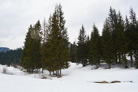 vuoret, lumi, puut, kylmä lämpötila, talvi, puu, Metsä