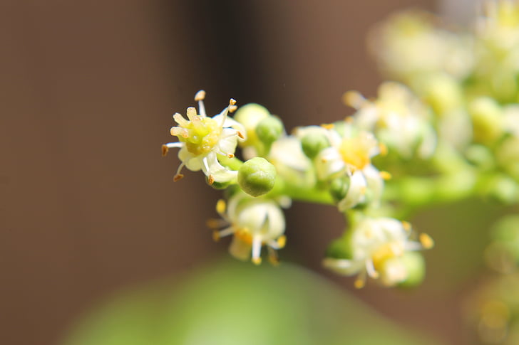 ambarella blomster, blomster, makro, natur, plante, blomst, close-up