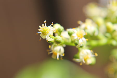 flores de Poncan, flores, macro, natureza, planta, flor, close-up