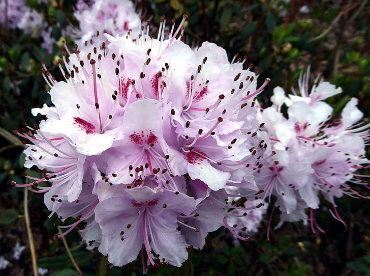 Rhododendron lill, kevadel, avalikkus, valge, roosa, Armas, emakast
