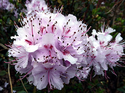 Rhododendron blomma, våren, offentligt register, vit, Rosa, Söt, pistill