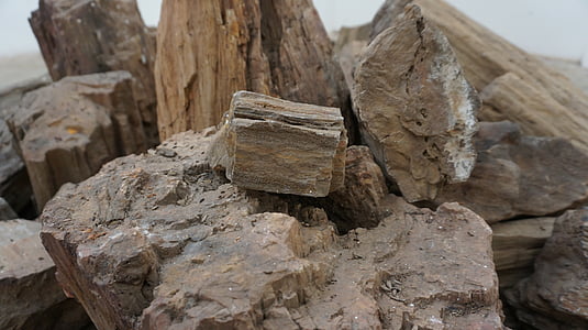 zkamenělé dřevo, Rock, starověké, od přírody, Příroda