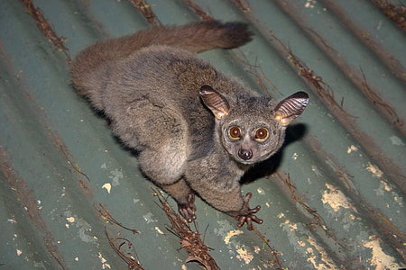 Galago, bebê de Bush, nocturnal, olhos grandes, orelhas grandes, cauda peluda, telhado de metal corrugado