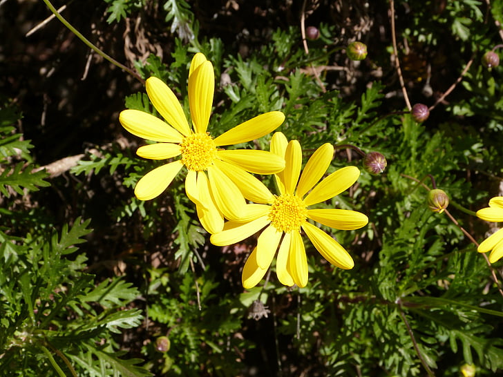 daisy, flowers, yellow, flower, nature, yellow flower, flora