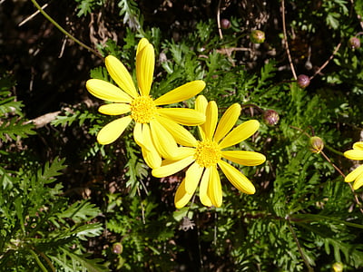Daisy, bunga, kuning, bunga, alam, bunga kuning, Flora