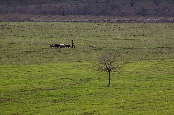 naturaleza, paisaje, Choudhury, oveja, árbol, Prado, cabra