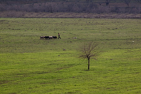 naturaleza, paisaje, Choudhury, oveja, árbol, Prado, cabra