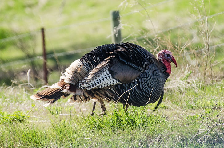 дивата Турция, Турция, животните, птица, природата, диви, ден на благодарността