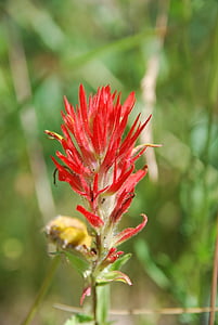 Kanada, priroda, biljka, cvijet, Crveni, Indijanski paintbrush, zelena