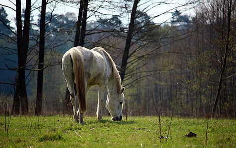 kuda, cetakan, padang rumput, rumput, keturunan asli Arab., merumput, padang rumput