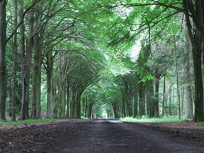 Anglie, Spojené království, Salisbury, stromy, cesta, chodník, cesta