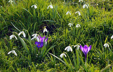 spring, meadow, flowers, crocus, flower meadow, snowdrop, purple