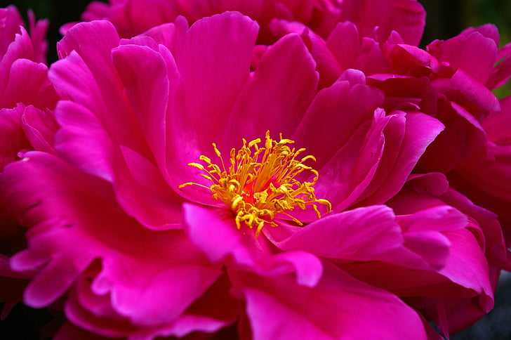 peony, spring, blossom, bloom, pink, open flower, open
