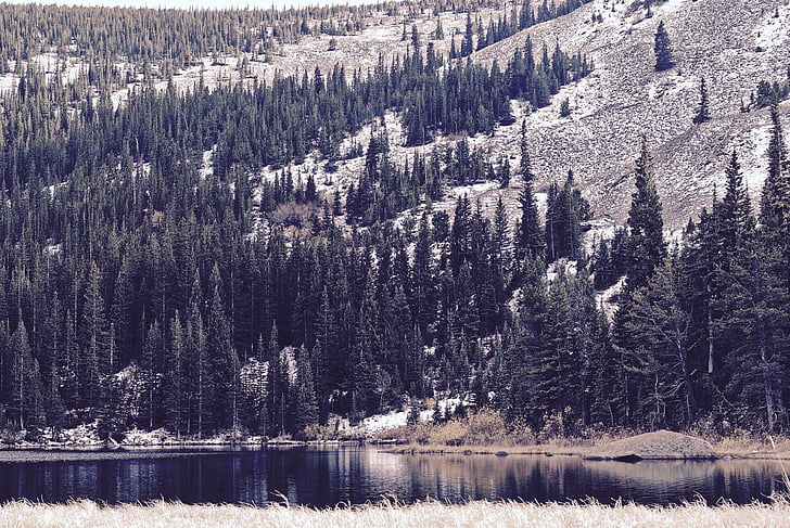 Фотографія, озеро, наступний, соснові, дерева, поблизу, Гора