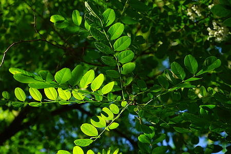gemeenschappelijke esdoorn, blad, groen, Robinia, blad aderen, Filigraan, blad structuren