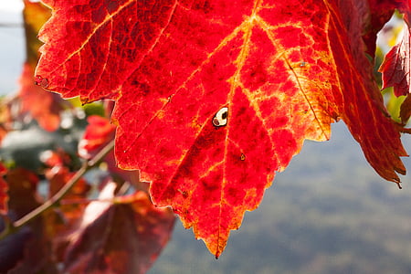 ワイン, リーフ, ワインの収穫, ブドウ園, 工場, 秋, 秋の色