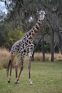 Giraffe, Safari, Disney, dier, dieren in het wild, zoogdier, natuur