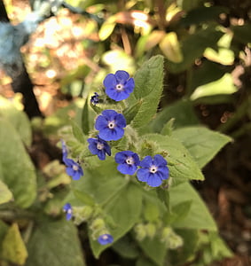 blå, blomster, blå blomster, botanikk, Forget-Me-Not, Sommer