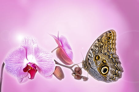 aniversari, bonica, bellesa, flor, flors, botànic, papallona