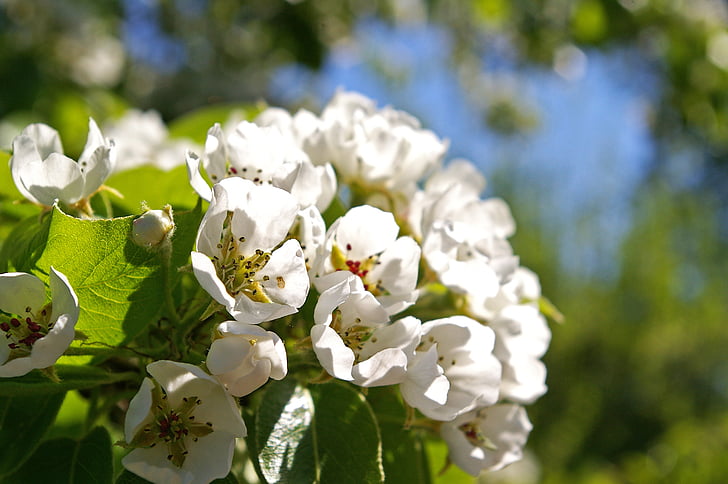 primavera, petali di, albero, fiori, albero di pera, fiori bianchi, Bud