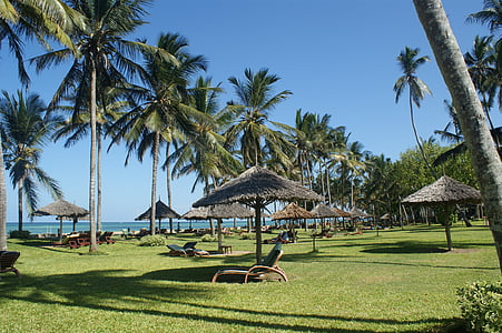 Palms, stranden, Holiday, Kenya, semester, paradis, solen