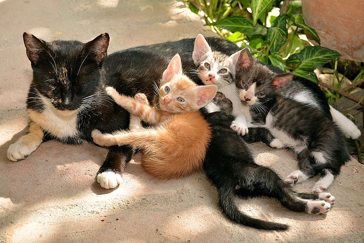 котки, домашен любимец, котешки, животните, животни, коте, почивка