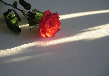 Rosa, vermell, flor, flor, flor, blanc, llum