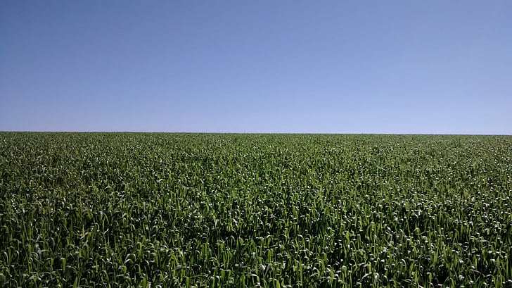 Кукуруза, Сельское хозяйство, урожай