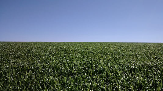 maíz, agricultura, cultivo