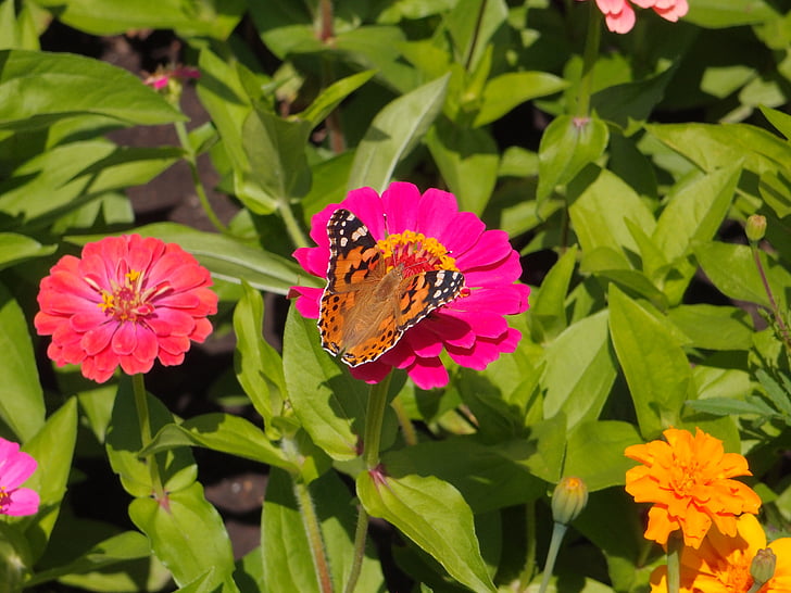 flowers, garden flowers, flower bed, pink flowers, pink flower, butterfly, insect