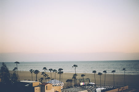 stranden, Palms, havet, solnedgång, stadsbild