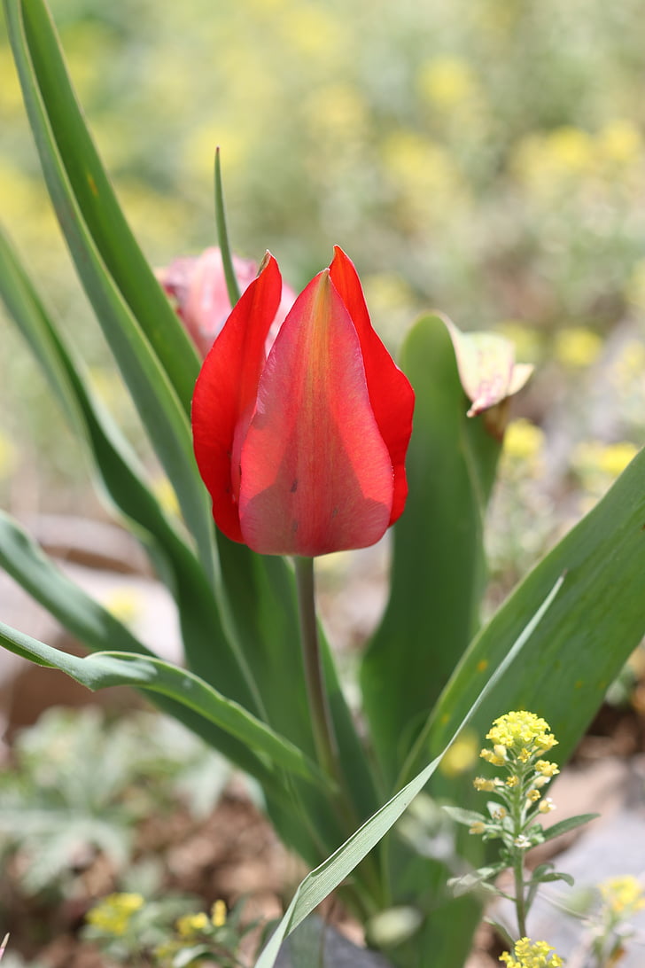 tulipány, zelená, červená, květ, zahrada, závod, květiny