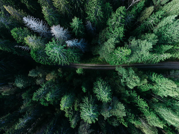 aerial, photography, concrete, road, surrounded, pine, trees