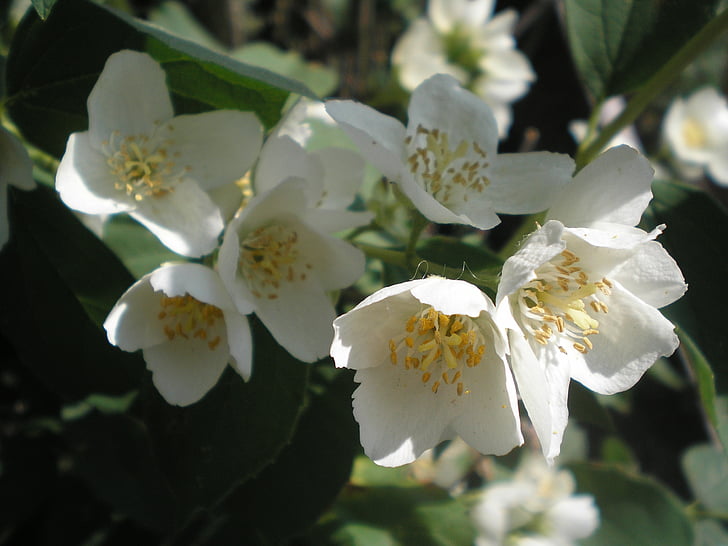 stromy, Jablko, Bloom, Příroda, květ, závod, detail