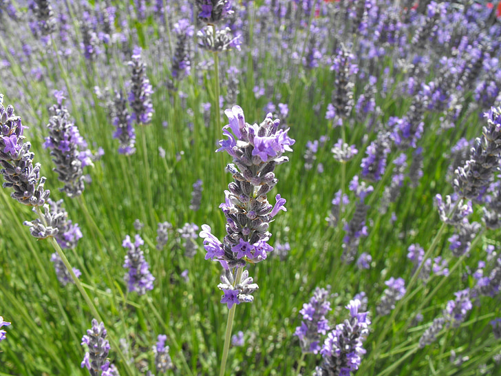 lavender, flowers, macro, purple, spring, blossom, bloom