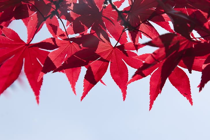 Bladeren, boom, zomer, herfst, tak, rood, plant