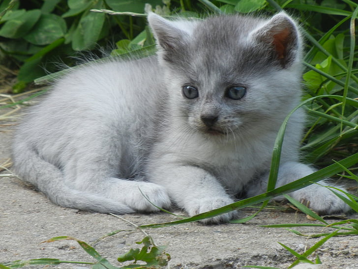 고양이, 키티, 회색, 아름 다운, 작은, 회색 새끼 고양이, 고양이