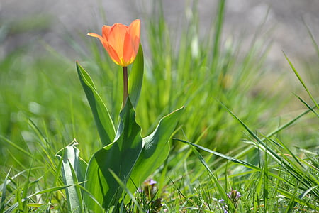 Tulipan, kwiat, wiosna, pomarańczowy, Bloom, rozkwitła, tulpenbluete