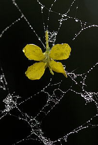 ιστό της αράχνης, πέταλα, Κίτρινο, δροσιά, σταγόνες, λουλούδι, Κήπος