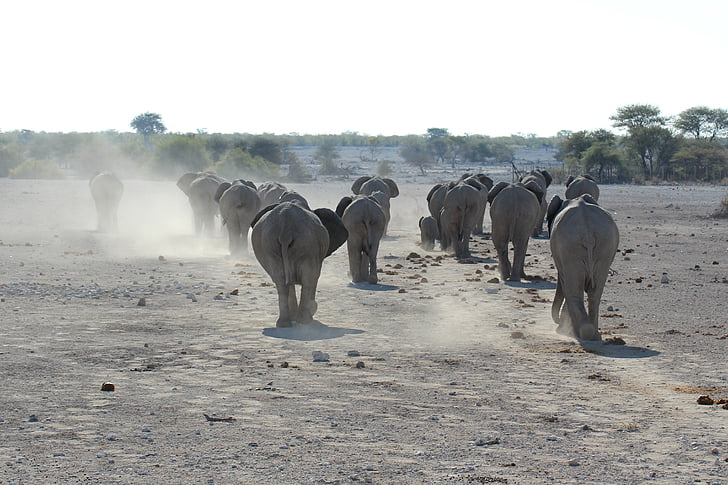éléphant, Namibie, Parc national d’Etosha, Etosha, Parc national, troupeau, l’Afrique