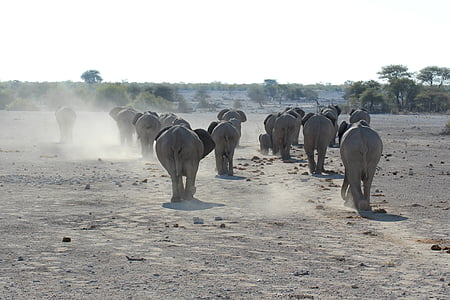 Слон, Намибия, Национальный парк Этоша, Этоша, Национальный парк, стадо, Африка